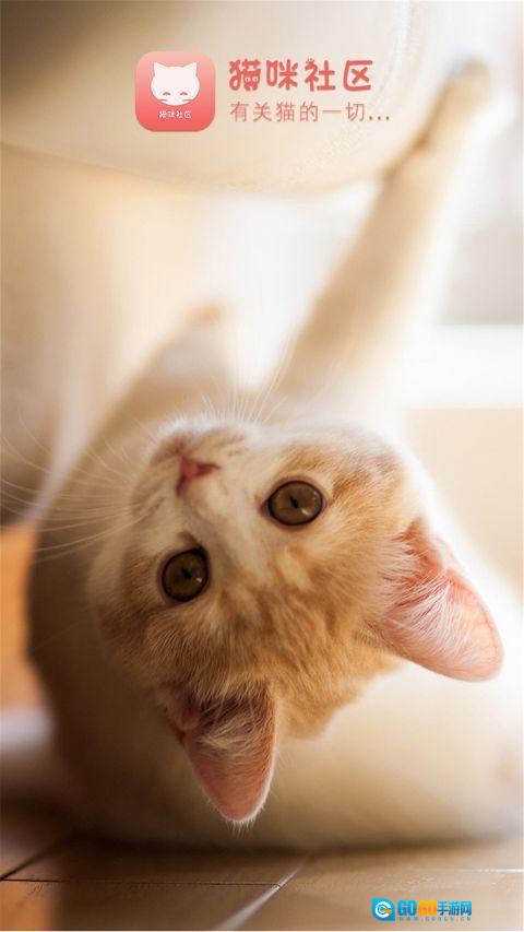 猫咪社区安卓直装版图1