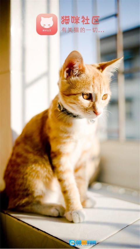 猫咪社区安卓直装版图2
