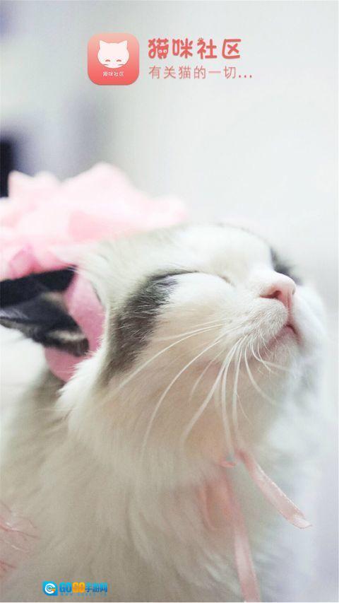 猫咪社区安卓直装版图3